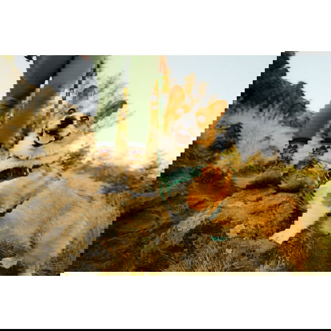 Ruffwear Front Range Flex Harness, Deep Teal