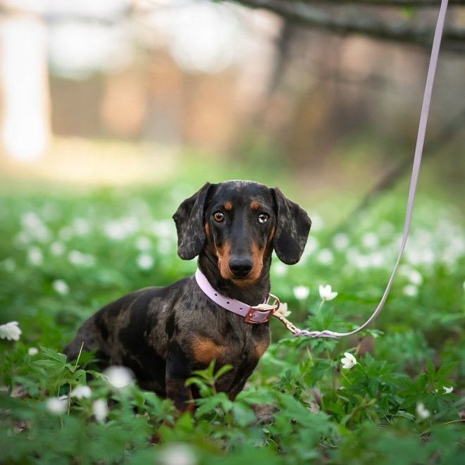 Tyylivoitto Classy Hundehalsbånd, Lilla