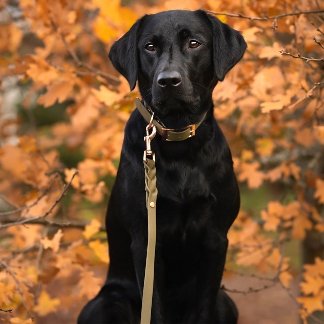 Tyylivoitto Classy Hundehalsbånd, Olivengrønn