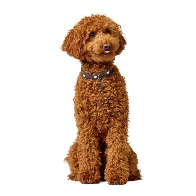 Hunter Collar Love Brown