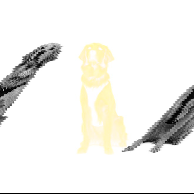 Ruffwear Ridgeline Hundesele Sort