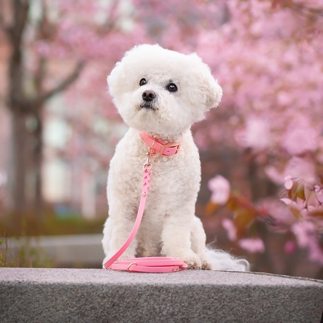 Tyylivoitto Classy Hundehalsbånd Liten Modell, Rosa