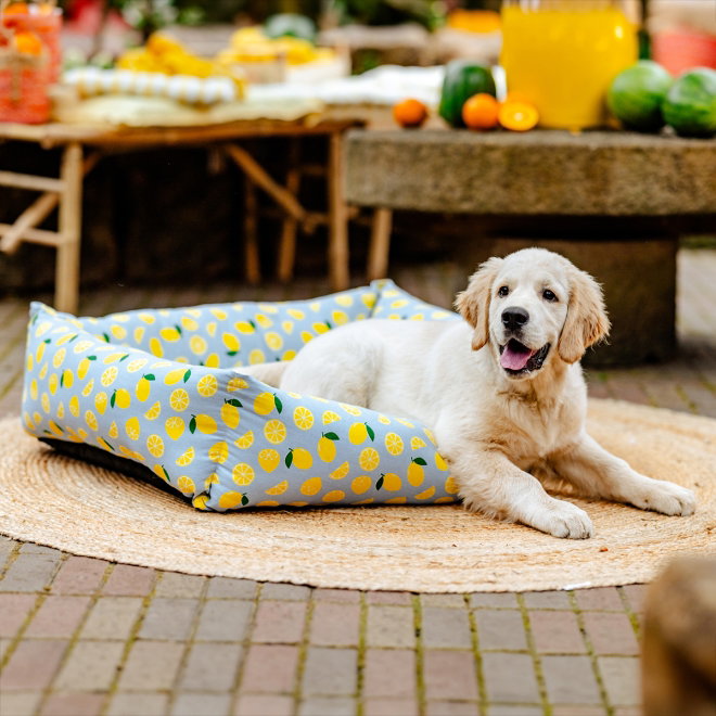Little&Bigger Juicy Vibes Hundeseng sitron