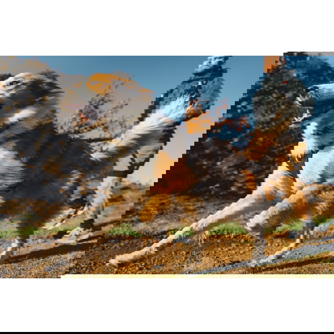 Ruffwear Ridgeline Hundesele Sort