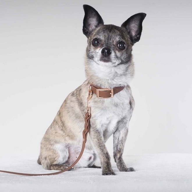 Tyylivoitto Classy Hundehalsbånd Liten Modell, Brun