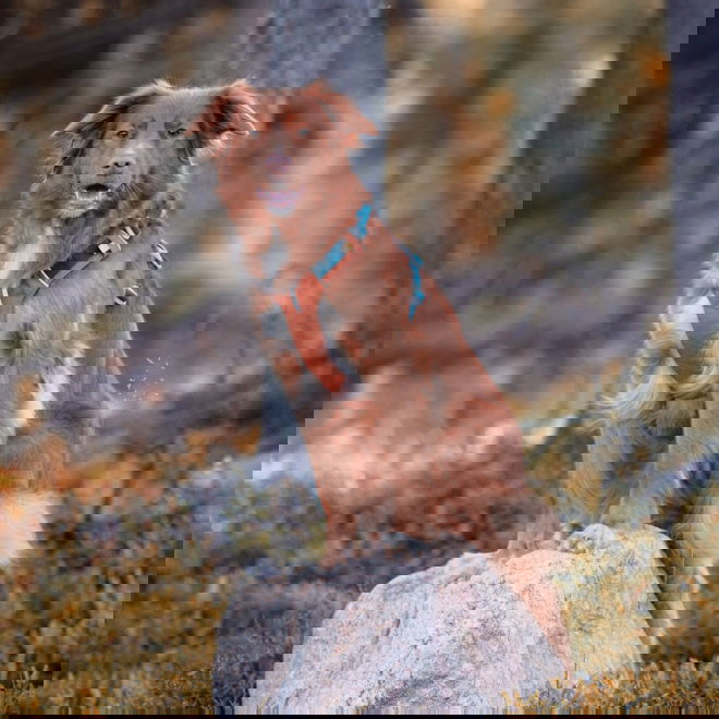 Woolly Wolf Alpha 360 Hundesele Terracotta/Blå