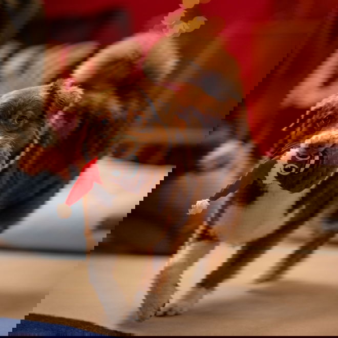 Little&Bigger Seasons Classics Christmas Poop 15 cm