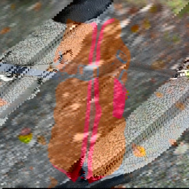 51 Degrees North Jules Dekken med sele, brun