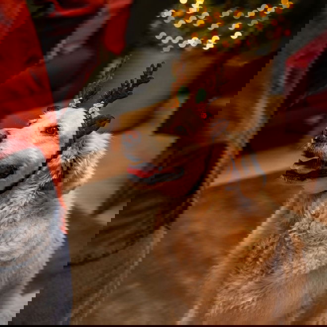 Little&Bigger Xmas Reinsdyrhorn til Hund