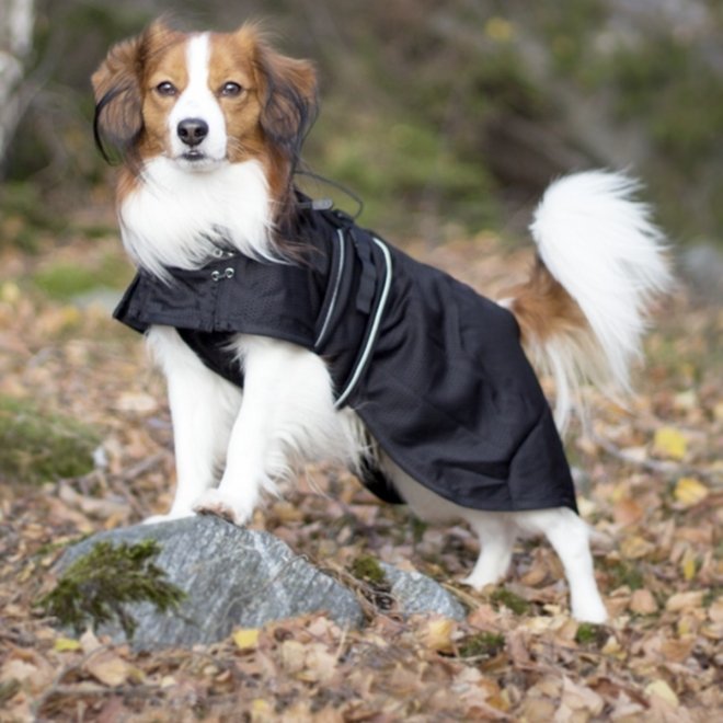 Back on Track Hundedekken i Mesh Sort