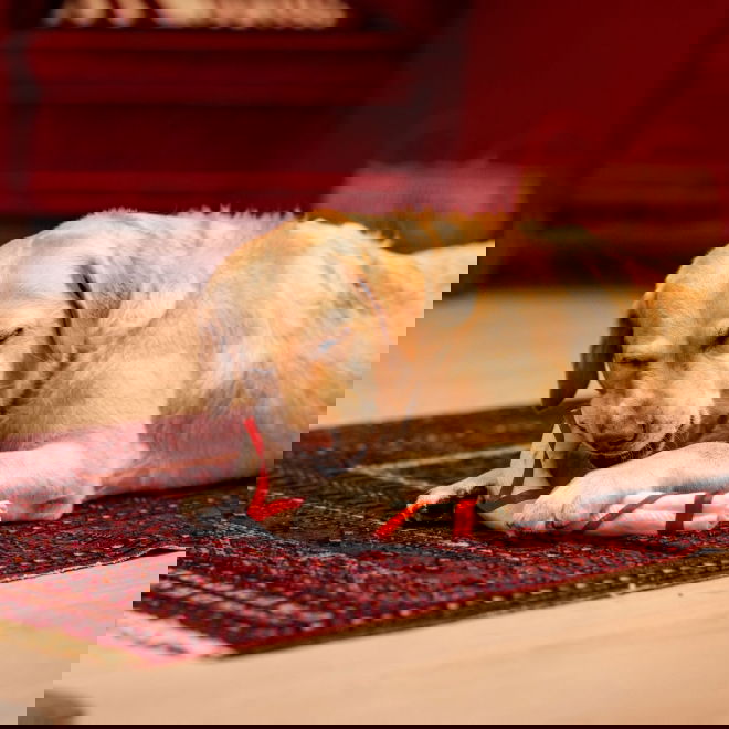 Xmas Candy Cane (25 cm)