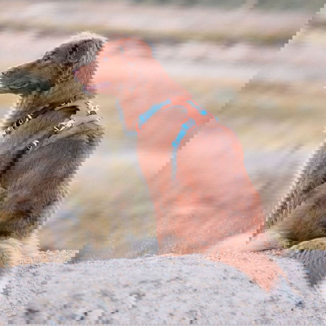 Woolly Wolf Alpha 360 Hundesele Terracotta/Blå