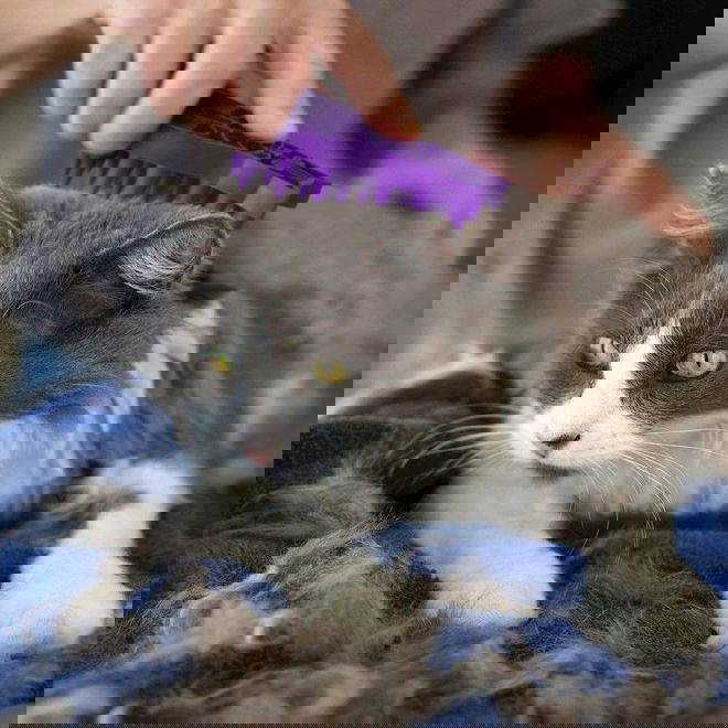 KONG Cat ZoomGroom Kattebørste