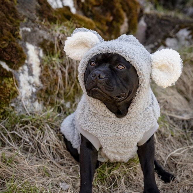 Little&Bigger Koala hettegenser til hund