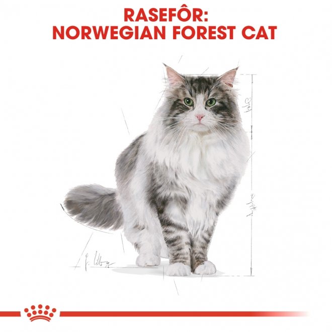 Royal Canin Norwegian Forest Adult tørrfôr til katt