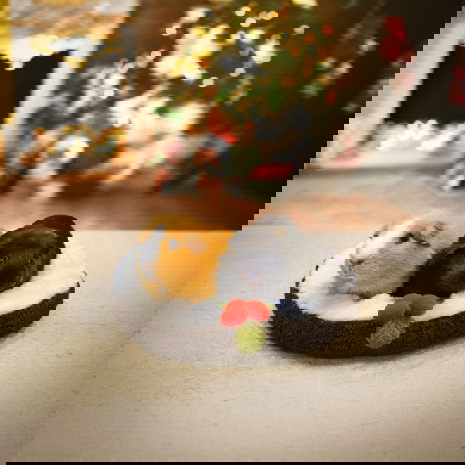 Rosewood Pudding Snuggle Marsvinseng