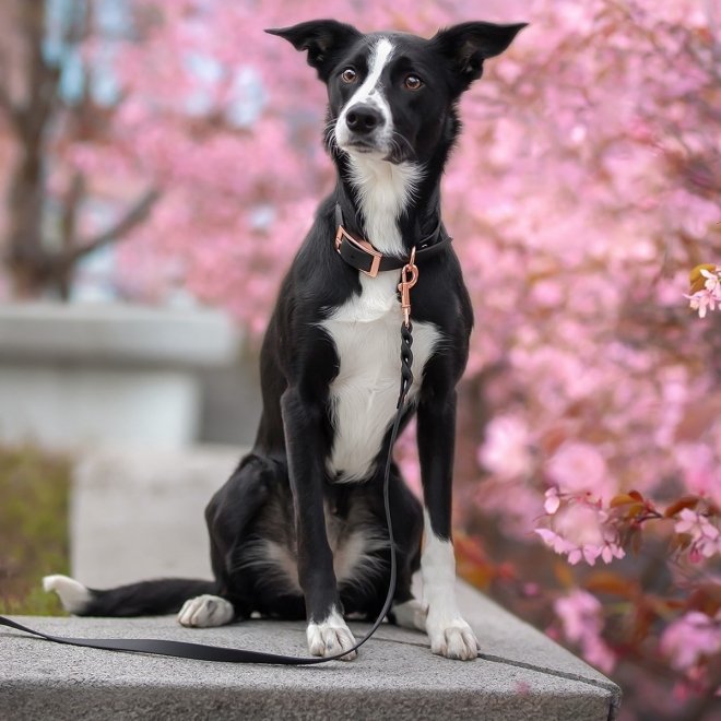 Tyylivoitto Classy Hundehalsbånd, Svart