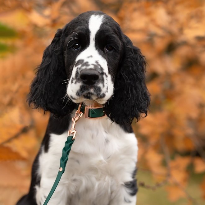 Tyylivoitto Classy Hundehalsbånd Liten Modell, Grønn