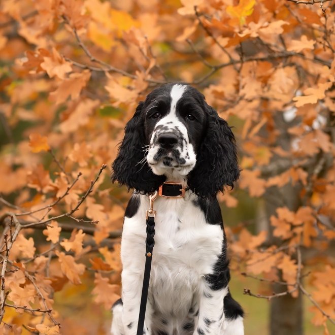 Tyylivoitto Classy Hundehalsbånd Liten Modell, Svart