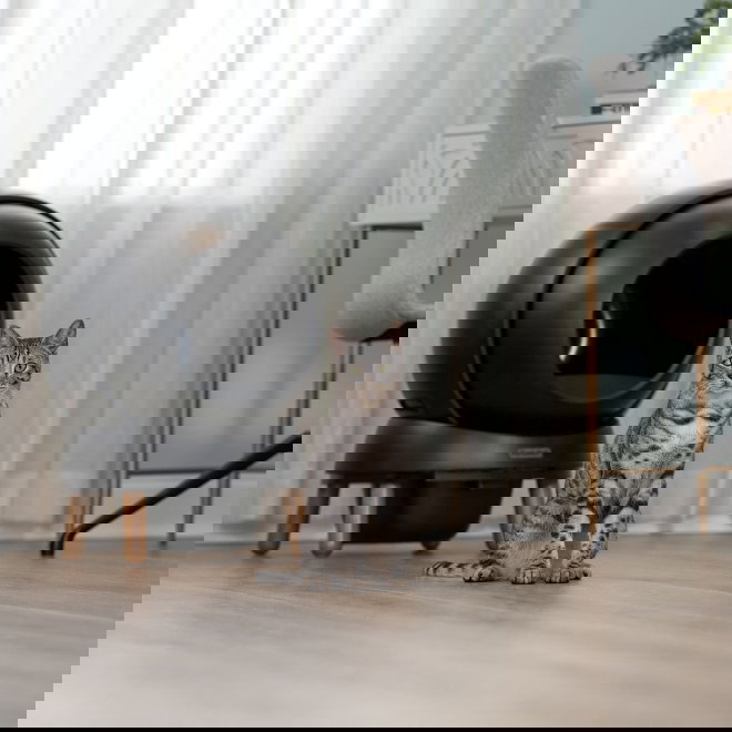 PetSafe SmartSpin Selvrensende Kattetoalett, Sort