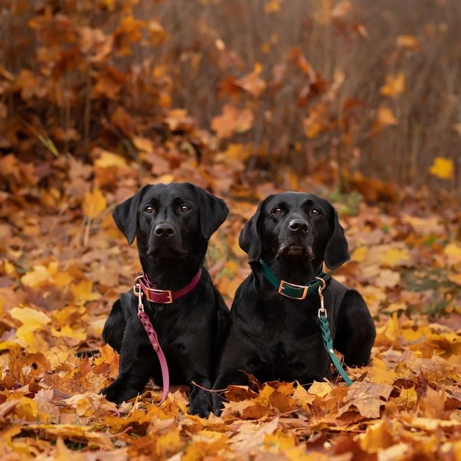 Tyylivoitto Classy Hundehalsbånd, Grønn