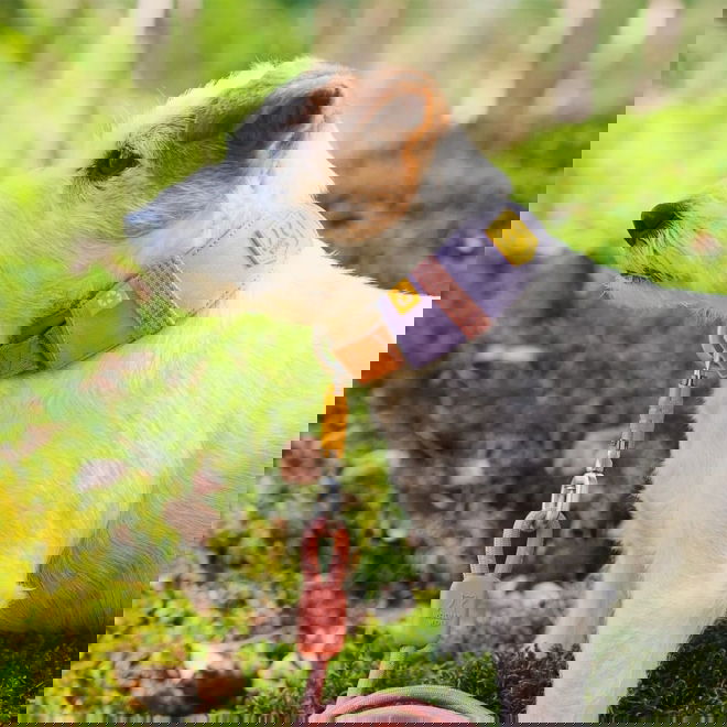 Woolly Wolf Alpha 360 collar, Lavender Mix