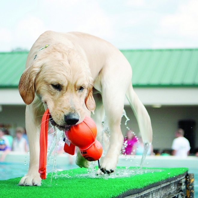 KONG Wet Wubba