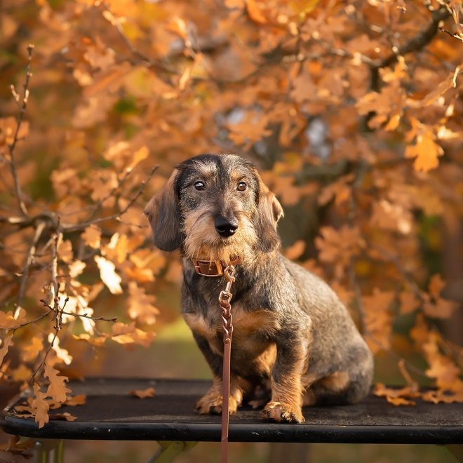 Tyylivoitto Classy Hundehalsbånd Liten Modell, Brun