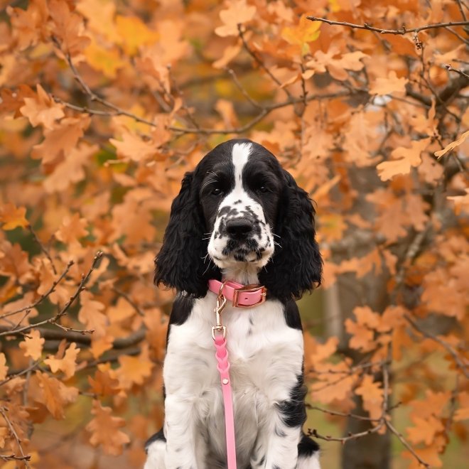 Tyylivoitto Classy Hundehalsbånd Liten Modell, Rosa