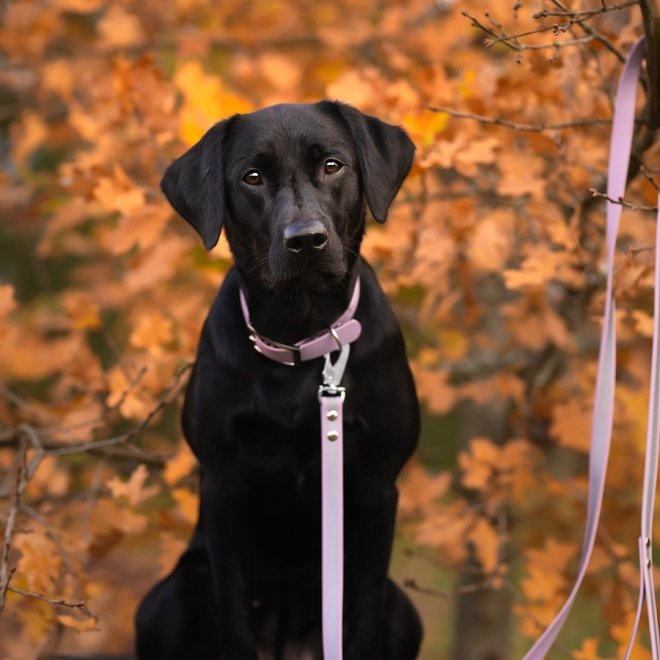 Tyylivoitto Classy Hundehalsbånd, Lilla