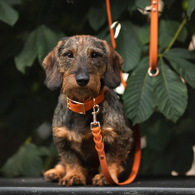 Tyylivoitto Classy Hundehalsbånd, Oransje