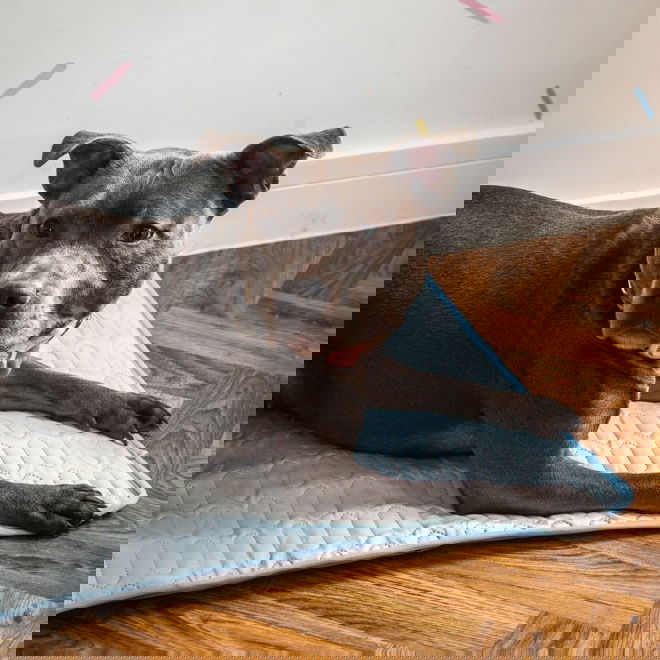 Rosewood kjølematte med overtrekk 68 x 53cm