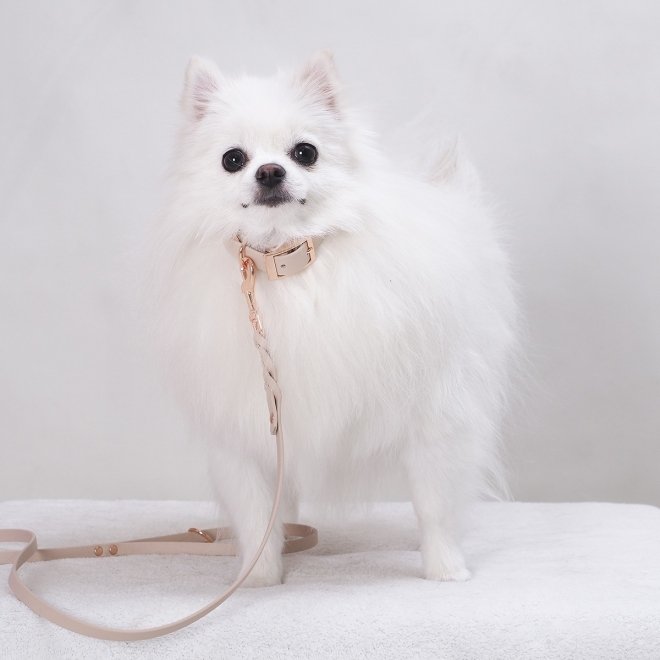 Tyylivoitto Classy Hundehalsbånd Liten Modell, Beige