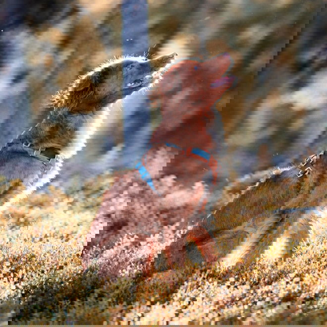 Woolly Wolf Alpha 360 Hundesele Terracotta/Blå