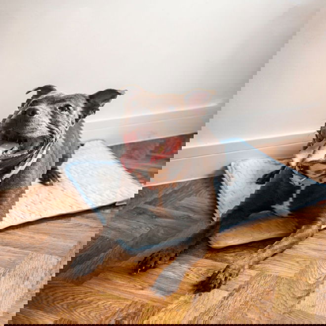 Rosewood kjølematte med overtrekk 68 x 53cm