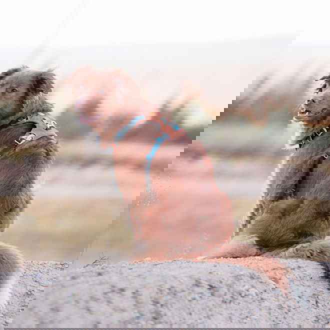 Woolly Wolf Alpha 360 Hundesele Terracotta/Blå