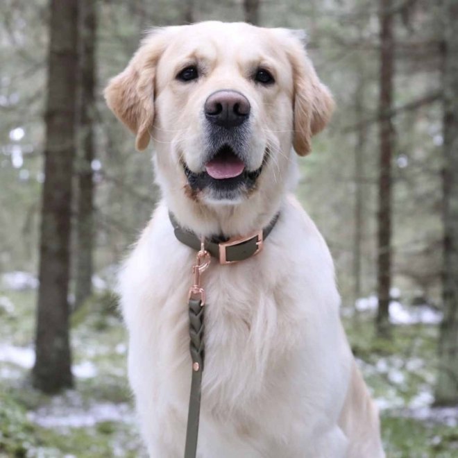 Tyylivoitto Classy Hundehalsbånd, Olivengrønn