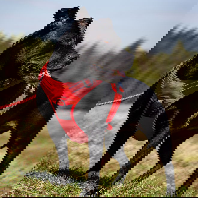 Feel Active Training Hundesele Rød
