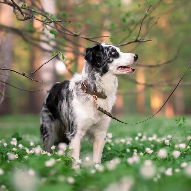 Tyylivoitto Classy Hundehalsbånd, Olivengrønn