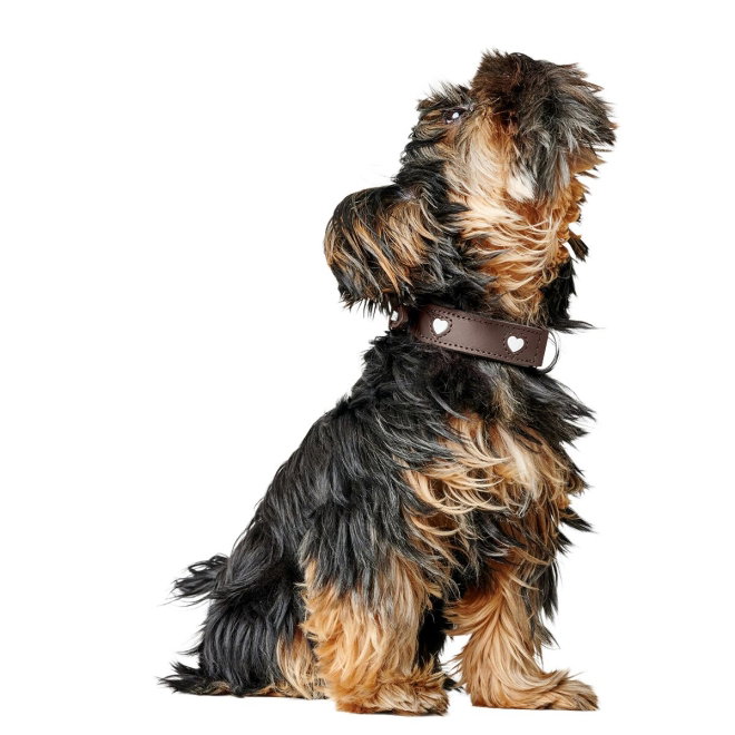 Hunter Collar Love Brown