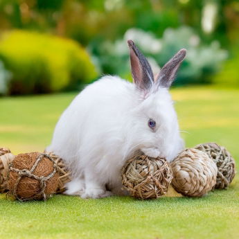 Quapas! Nibble Sm&aring;djursleksaker 8-pack