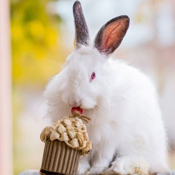 Quapas! Celebration Cupcake f&ouml;r Sm&aring;djur