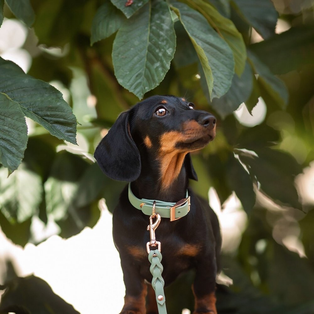 Tyylivoitto Classy Hundhalsband för Små Hundar Ljusgrön (XXS)