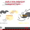 Royal Canin Hair & Skin Care Adult torrfoder för katt