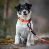 Feel Active Reflective Halsband Orange