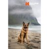 Non-stop Dogwear Rock Harness Hundsele Svart/Orange