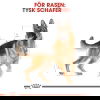 Royal Canin German Shepherd Adult torrfoder för hund