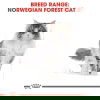 Royal Canin Norwegian Forest Cat Adult torrfoder för katt