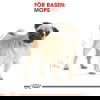 Royal Canin Breed Pug