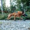 Non-Stop Dogwear Freemotion 5.0 Dragsele Orange & Svart